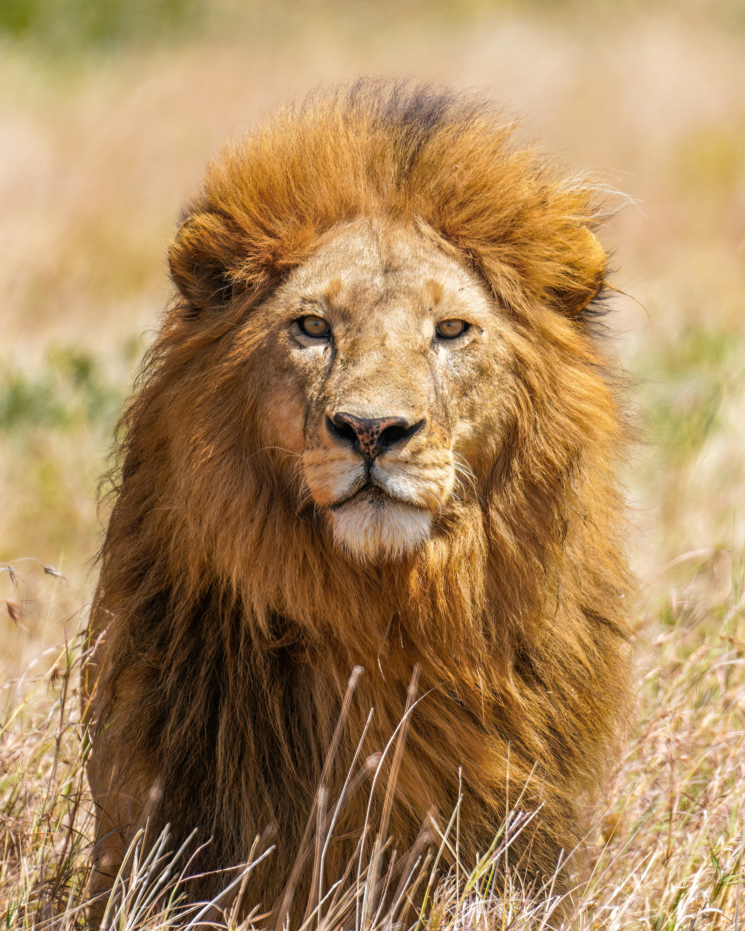 A fierce-looking lion